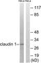 CLDN1 antibody, TA312396, Origene, Western Blot image 