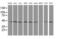 Serpin Family B Member 13 antibody, MA5-25724, Invitrogen Antibodies, Western Blot image 