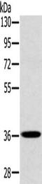 PDZ and LIM domain protein 1 antibody, CSB-PA184980, Cusabio, Western Blot image 