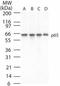 p65 antibody, TA336457, Origene, Western Blot image 