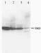 C-C Motif Chemokine Receptor 6 antibody, ab78429, Abcam, Western Blot image 