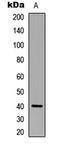 Neutrophil cytosol factor 4 antibody, LS-C356208, Lifespan Biosciences, Western Blot image 