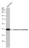 Glutamate-Ammonia Ligase antibody, MA5-27750, Invitrogen Antibodies, Western Blot image 