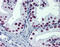 Forkhead Box A1 antibody, 51-962, ProSci, Immunohistochemistry frozen image 
