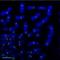 Histone H3-like centromeric protein A antibody, GTX13939, GeneTex, Immunocytochemistry image 