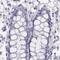 Histone H1t antibody, NBP2-57668, Novus Biologicals, Immunohistochemistry paraffin image 
