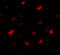 SLIT And NTRK Like Family Member 5 antibody, 4475, ProSci, Immunofluorescence image 