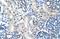 LOR antibody, A05290, Boster Biological Technology, Immunohistochemistry frozen image 