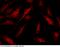Kruppel Like Factor 5 antibody, 101389-T02, Sino Biological, Immunohistochemistry frozen image 