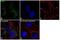 DnaJ homolog subfamily C member 13 antibody, 711808, Invitrogen Antibodies, Immunocytochemistry image 