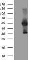 WT1 Associated Protein antibody, TA808497, Origene, Western Blot image 