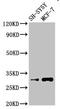 Isochorismatase Domain Containing 1 antibody, orb400332, Biorbyt, Western Blot image 