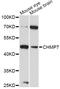 Charged Multivesicular Body Protein 7 antibody, LS-C749339, Lifespan Biosciences, Western Blot image 