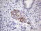 Protein O-Mannose Kinase antibody, LS-C339248, Lifespan Biosciences, Immunohistochemistry frozen image 