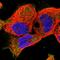 Erythrocyte Membrane Protein Band 4.1 Like 5 antibody, HPA037563, Atlas Antibodies, Immunocytochemistry image 