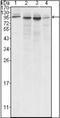 Calnexin antibody, orb89244, Biorbyt, Western Blot image 