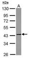 Matrix Metallopeptidase 23B antibody, GTX116474, GeneTex, Western Blot image 