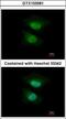 NGFI-A-binding protein 2 antibody, GTX103581, GeneTex, Immunofluorescence image 