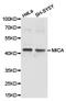 MHC Class I Polypeptide-Related Sequence A antibody, A01366-1, Boster Biological Technology, Western Blot image 