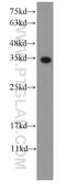 S1-Tag antibody, 66165-1-Ig, Proteintech Group, Western Blot image 