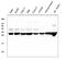14-3-3 protein zeta/delta antibody, M01141, Boster Biological Technology, Western Blot image 