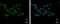 Nucleolar Pre-RRNA Processing Protein NIP7 antibody, GTX120926, GeneTex, Immunocytochemistry image 