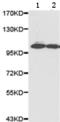 Lysine Demethylase 1A antibody, TA324062, Origene, Western Blot image 