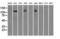 Mitotic checkpoint serine/threonine-protein kinase BUB1 beta antibody, LS-C114705, Lifespan Biosciences, Western Blot image 