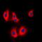 Urotensin 2 antibody, orb215024, Biorbyt, Immunofluorescence image 
