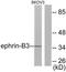Ephrin B3 antibody, TA311653, Origene, Western Blot image 