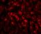 Three prime repair exonuclease 2 antibody, A08960, Boster Biological Technology, Immunofluorescence image 