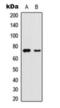 Yes Associated Protein 1 antibody, orb393150, Biorbyt, Western Blot image 