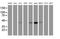 Carbohydrate Sulfotransferase 6 antibody, MA5-26461, Invitrogen Antibodies, Western Blot image 