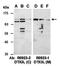 Deltex E3 Ubiquitin Ligase 3L antibody, orb67180, Biorbyt, Western Blot image 