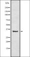 Olfactory Receptor Family 2 Subfamily T Member 4 antibody, orb336433, Biorbyt, Western Blot image 