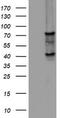 2 -5 -oligoadenylate synthase 2 antibody, TA802773BM, Origene, Western Blot image 