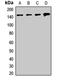 Structural Maintenance Of Chromosomes 1A antibody, orb412523, Biorbyt, Western Blot image 