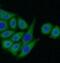 Collagen Type XIV Alpha 1 Chain antibody, FNab10495, FineTest, Immunofluorescence image 