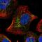 Mitochondrial glutamate carrier 1 antibody, PA5-53207, Invitrogen Antibodies, Immunofluorescence image 