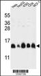 Histone Cluster 1 H2A Family Member M antibody, MBS9214978, MyBioSource, Western Blot image 