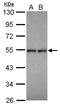 Neuronal Differentiation 4 antibody, NBP2-19518, Novus Biologicals, Western Blot image 