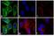 Mouse IgG antibody, 31569, Invitrogen Antibodies, Immunofluorescence image 