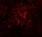 Breast Carcinoma Amplified Sequence 4 antibody, A13963-1, Boster Biological Technology, Immunofluorescence image 