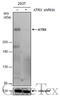 ATRX Chromatin Remodeler antibody, GTX629703, GeneTex, Western Blot image 