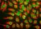 39C7-a Panspecific Nuclear Pore Complex Marker antibody, NBP1-05390, Novus Biologicals, Immunocytochemistry image 