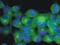 Tuj1 antibody, BM170S, Origene, Immunofluorescence image 