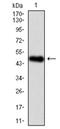 BPI Fold Containing Family A Member 2 antibody, AM06745SU-N, Origene, Western Blot image 