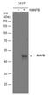 MAF BZIP Transcription Factor B antibody, GTX130107, GeneTex, Western Blot image 
