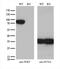 Phosphofructokinase, Platelet antibody, M07337-1, Boster Biological Technology, Western Blot image 