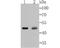 Galectin 8 antibody, A05584-1, Boster Biological Technology, Western Blot image 